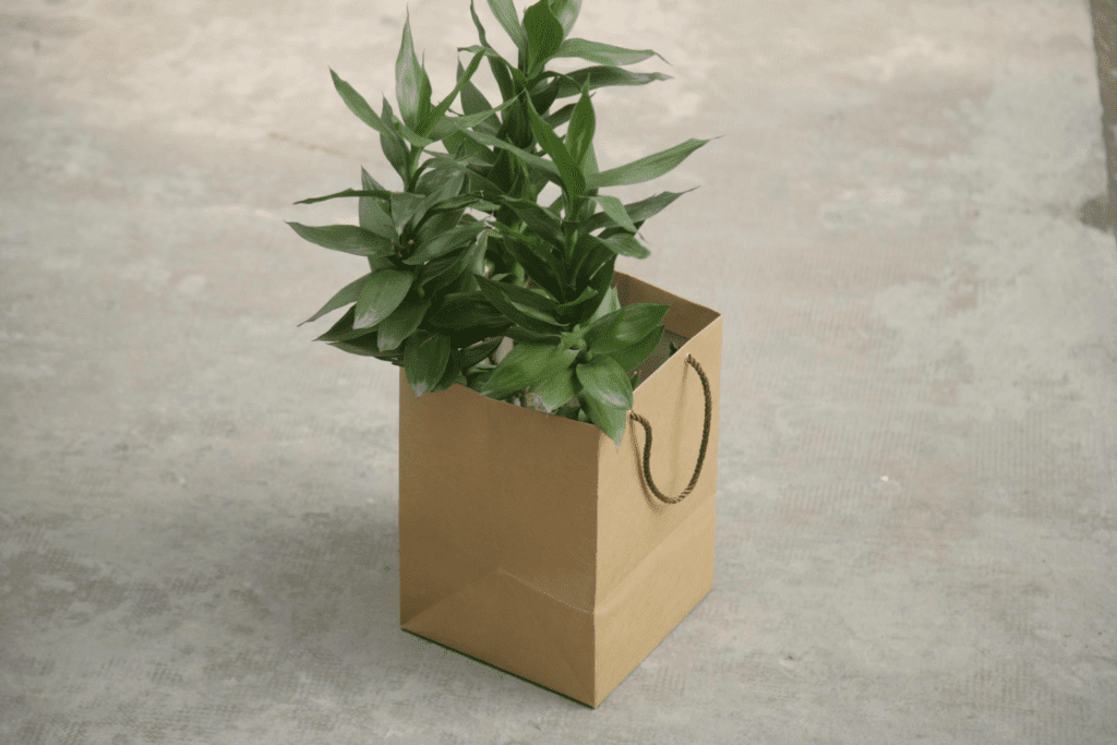 4 Lựa Chọn Túi Giấy Nhỏ Hoàn Hảo Cho Nhu Cầu Của Bạn 1 Túi giấy nhỏ đựng cây decor